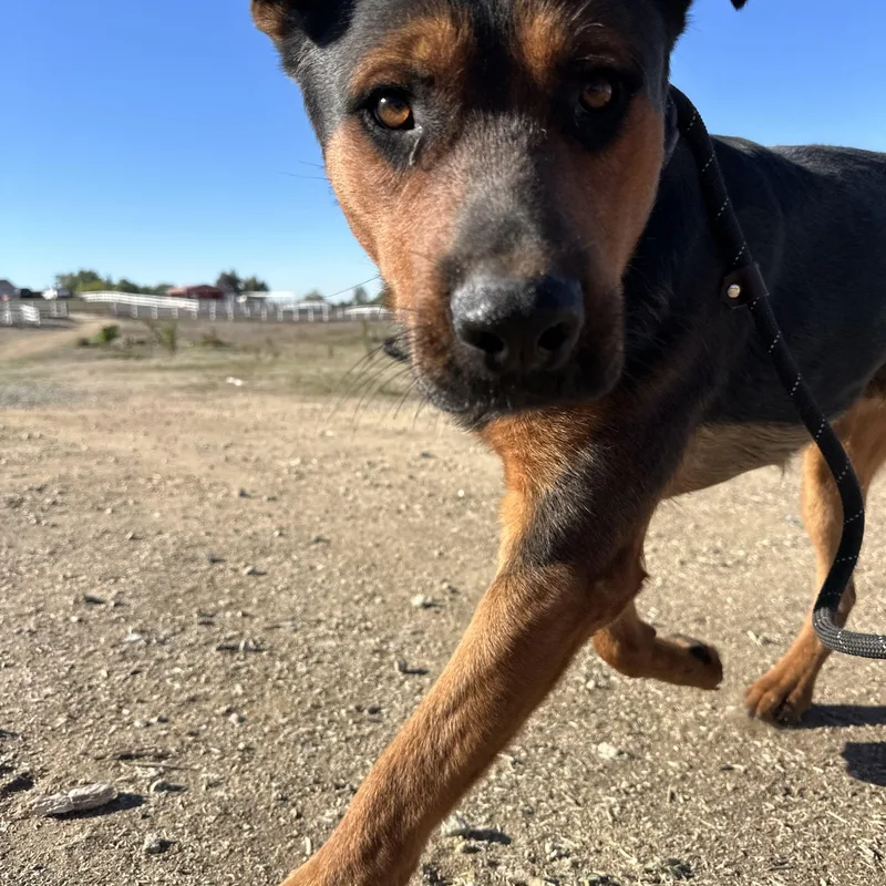 Cappuccino thumbnail 2