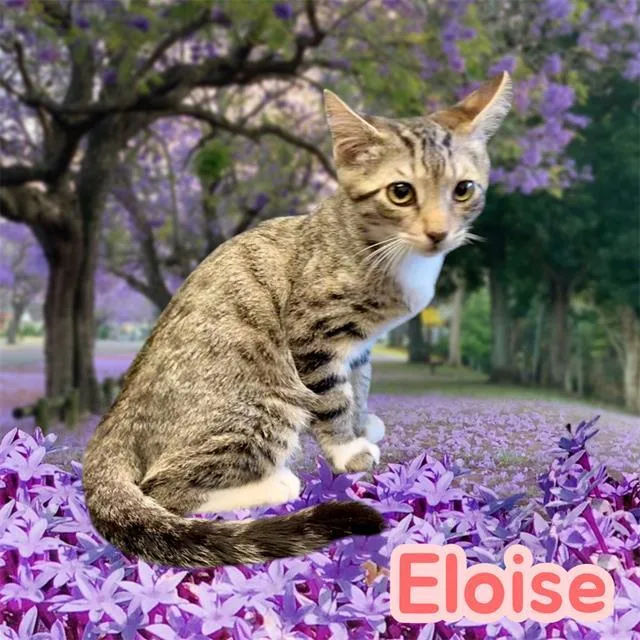 A baby small-sized female Domestic Short Hair cat named Eloise for adoption in Visalia, CA