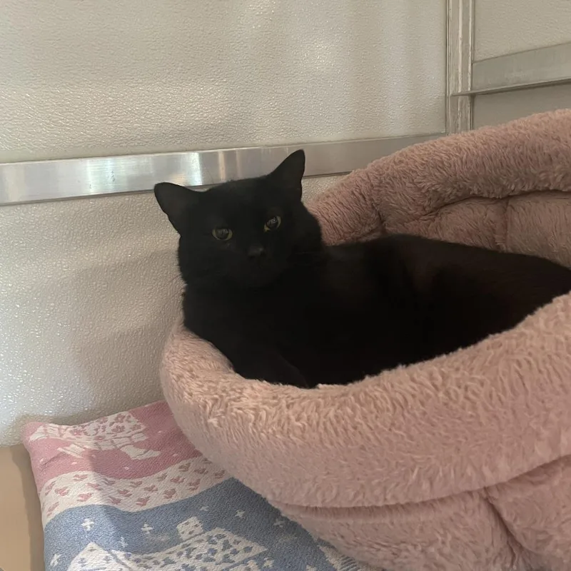 An adult large-sized male Black Domestic Short Hair cat named Crash for adoption in Saint Charles, MO