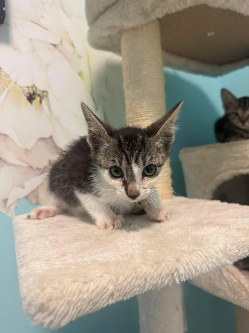 A young small-sized male Tabby (Buff / Tan / Fawn) Domestic Short Hair cat named Sauvignon Blanc for adoption in Freeport, NY