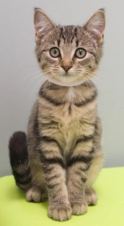 A baby small-sized female Domestic Short Hair cat named Martina for adoption in Verona, WI