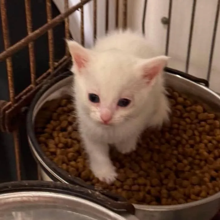 A baby small-sized female White Domestic Short Hair cat named Tulip for adoption in Chillicothe, IL