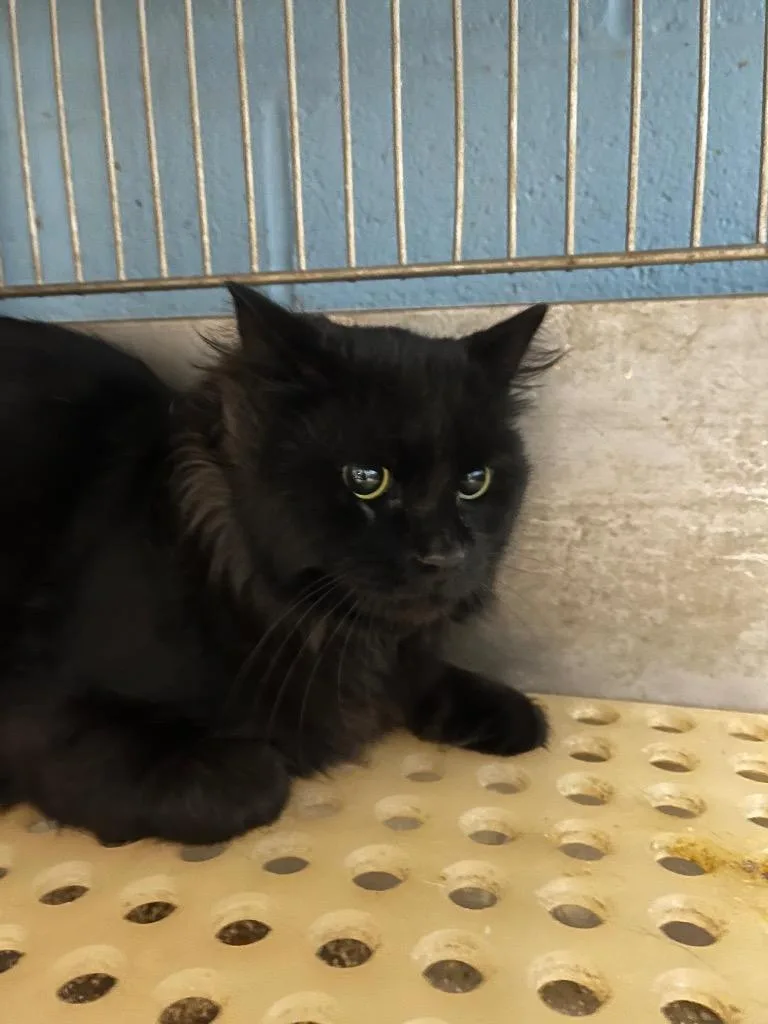 An adult medium-sized male Domestic Long Hair cat named Tom for adoption in Benton, AR