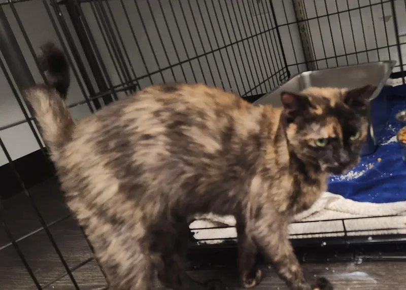 A young medium-sized female Black Domestic Short Hair cat named Raven for adoption in Herndon, VA