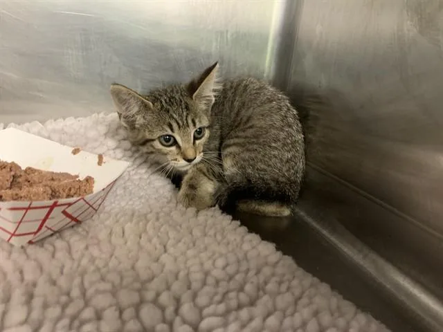 A baby small-sized female Domestic Short Hair cat named Loopsy for adoption in Grand Prairie, TX