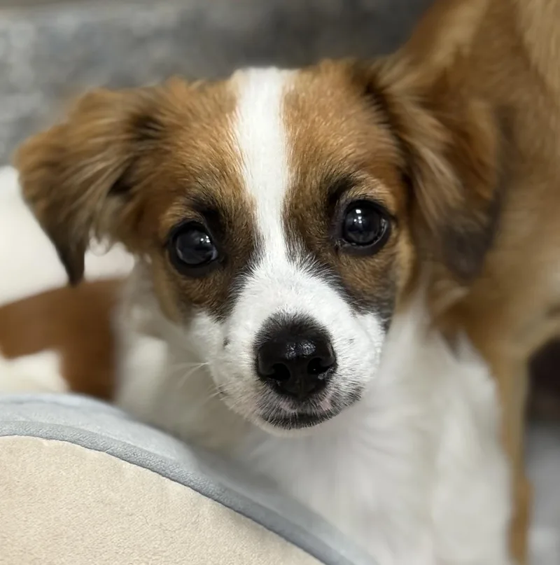 A baby small-sized male White / Cream Dachshund dog named Dukey for adoption in Los Alamitos, CA