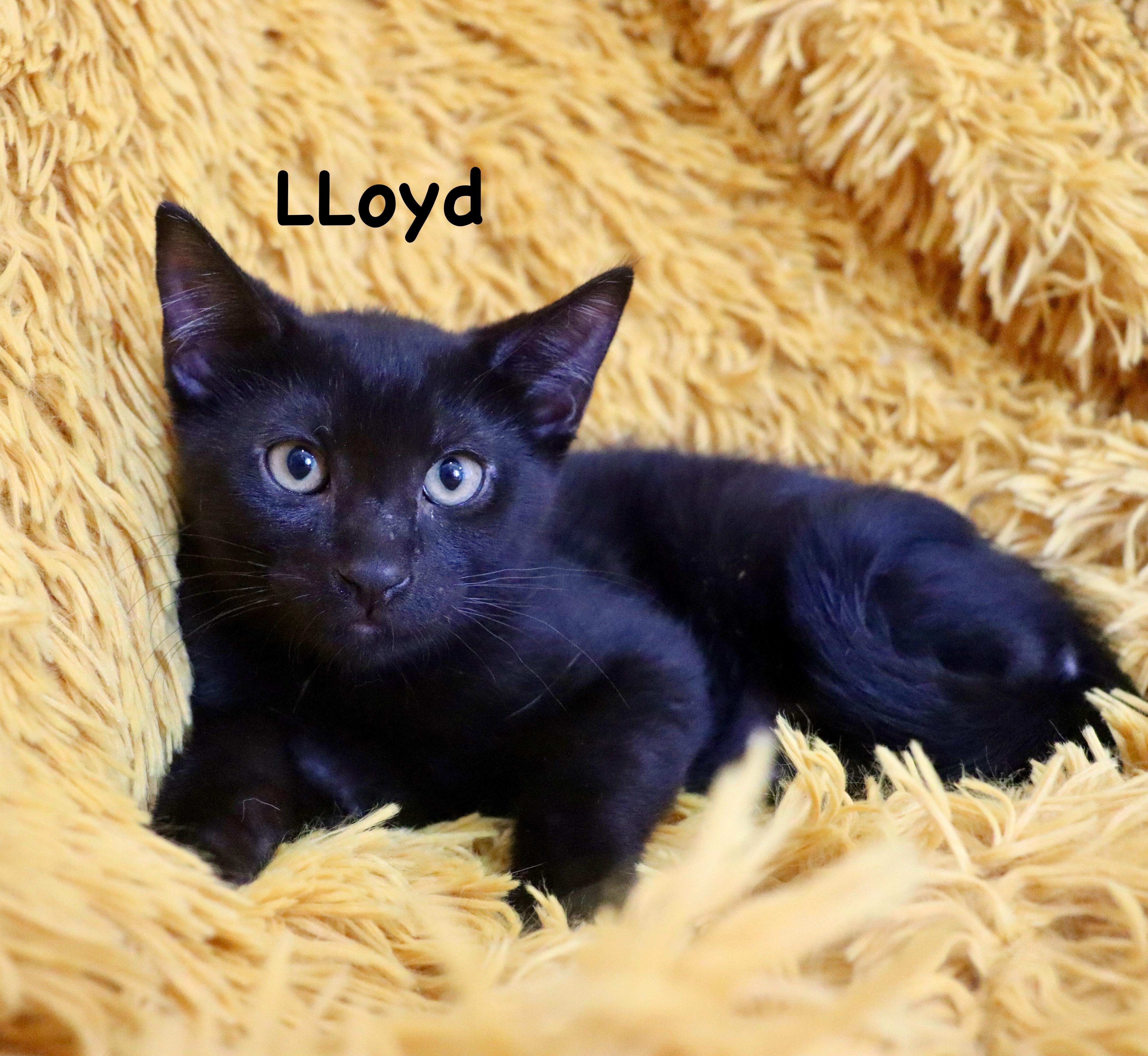 Lloyd thumbnail 6
