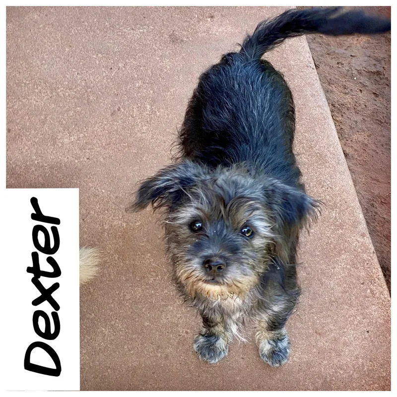 A baby small-sized male Black Shih Tzu dog named Dexter for adoption in Edmond, OK