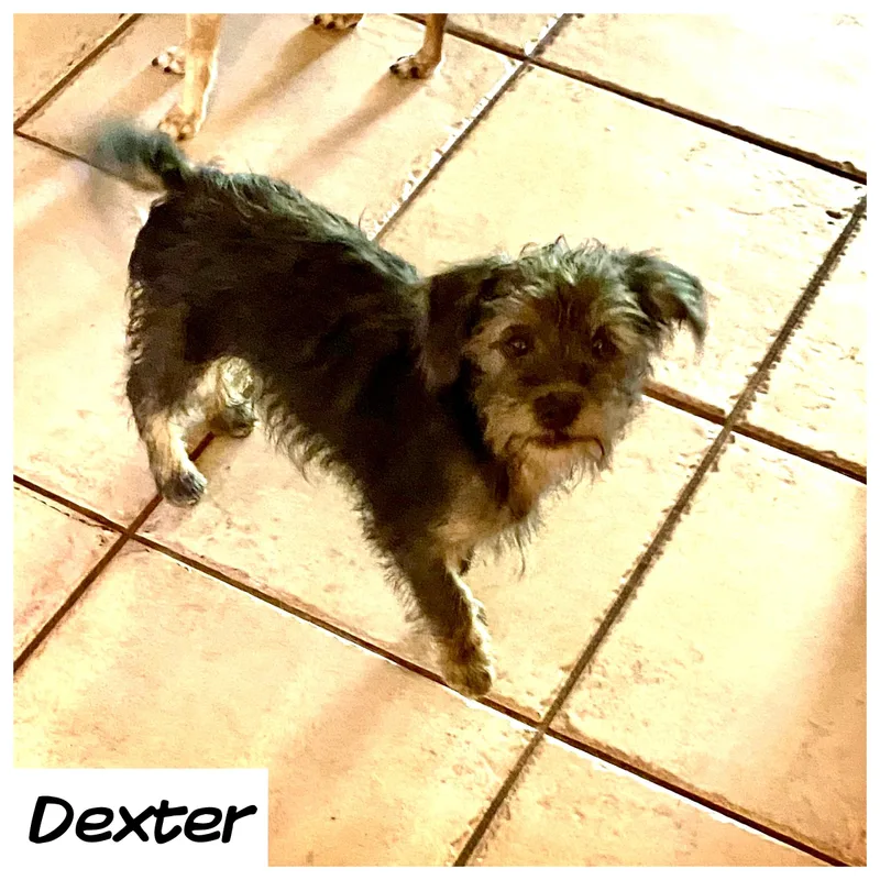 Dexter thumbnail 2