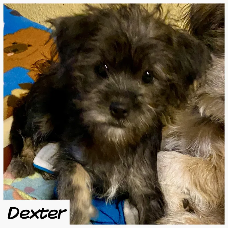 Dexter thumbnail 3