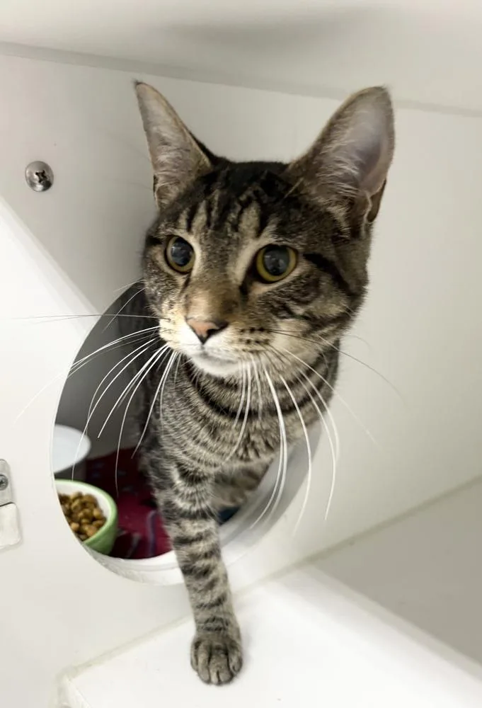 An adult medium-sized male Tabby (Brown / Chocolate) Domestic Short Hair cat named Pikachu for adoption in Rochester, IN