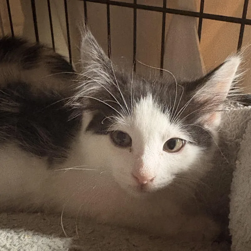 A baby small-sized male White Domestic Medium Hair cat named Wellington for adoption in Irwin, PA