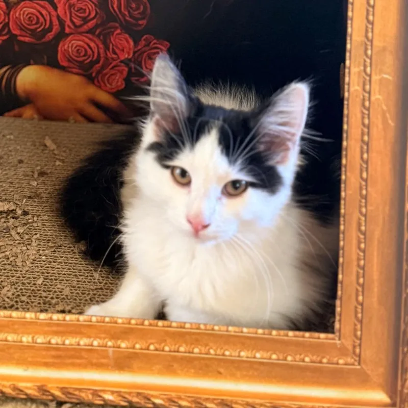 Wellington thumbnail 2