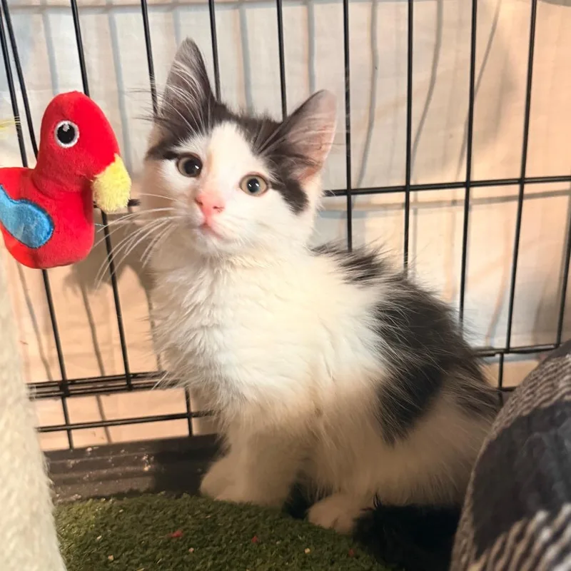 Wellington thumbnail 3