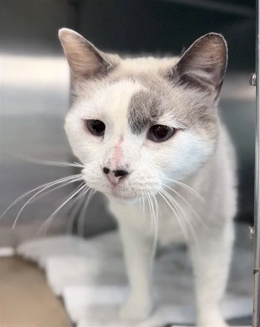 A senior large-sized female Snowshoe cat named Faye for adoption in Tavares, FL