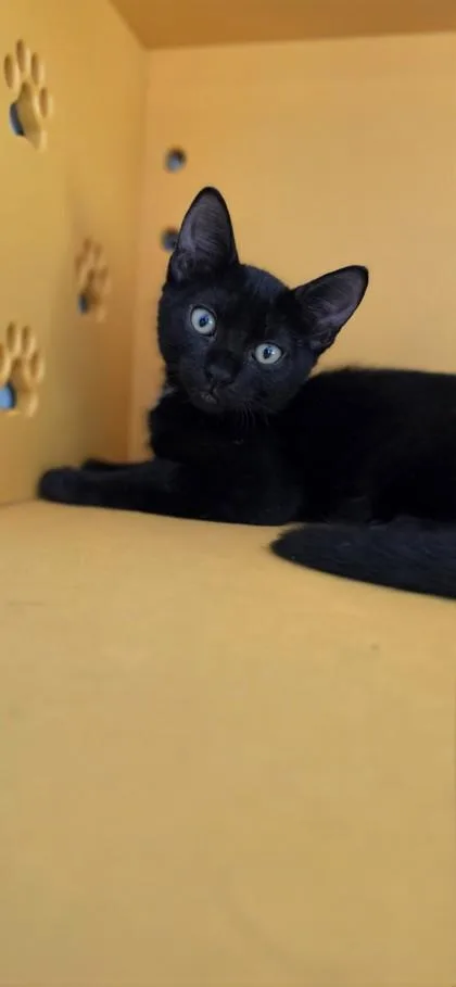 A baby small-sized female Domestic Short Hair cat named Fiona for adoption in Honolulu, HI