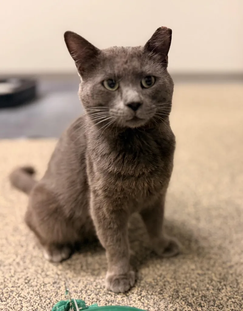 An adult medium-sized male Gray / Blue / Silver Domestic Short Hair cat named Gandolf for adoption in Batesville, AR