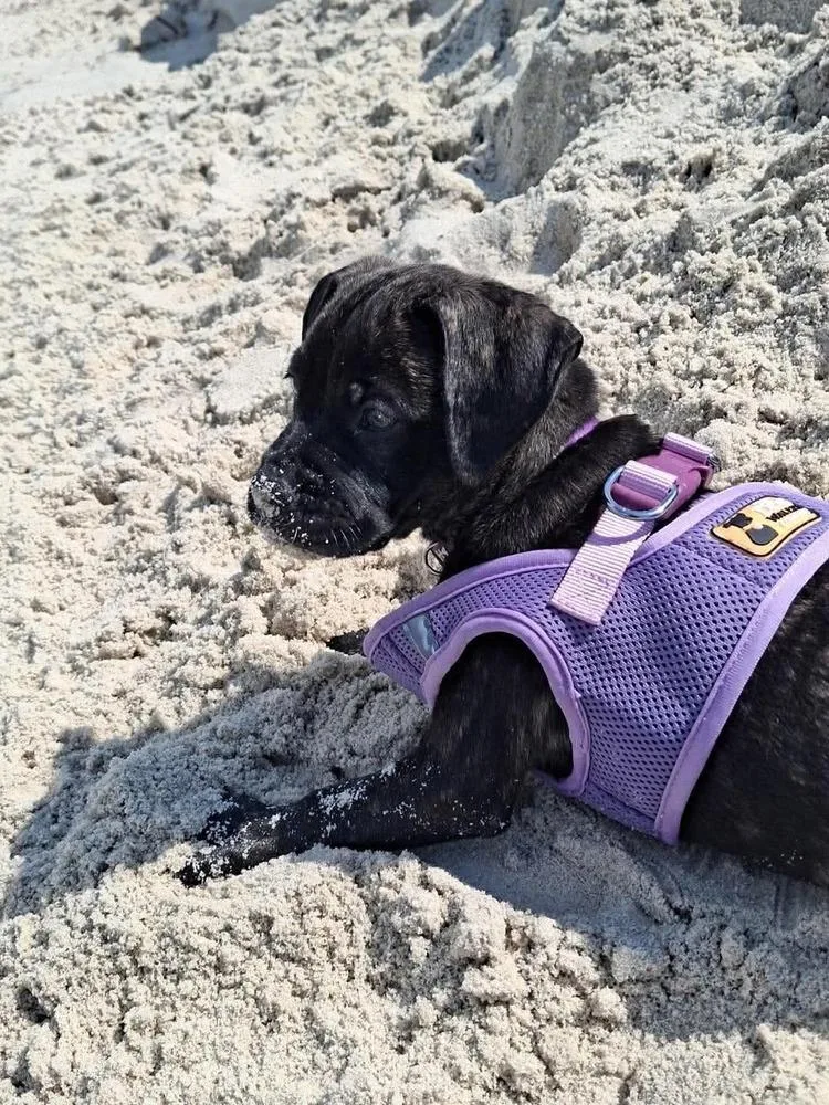 A baby medium-sized female Black Mixed Breed dog named Lizzie for adoption in Valley Stream, NY