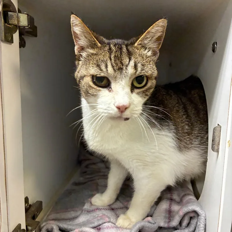 A senior medium-sized female Brown / Chocolate Domestic Short Hair cat named Joan for adoption in Fredericksburg, VA