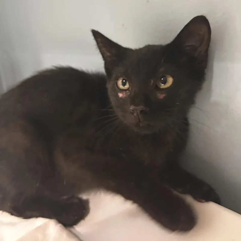 A baby small-sized male Black Domestic Short Hair cat named Felix for adoption in Chattanooga, TN