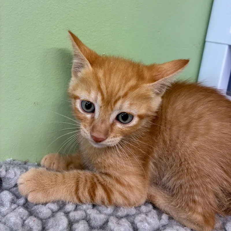 A baby small-sized male Domestic Short Hair cat named Gouda for adoption in St. Helena, CA