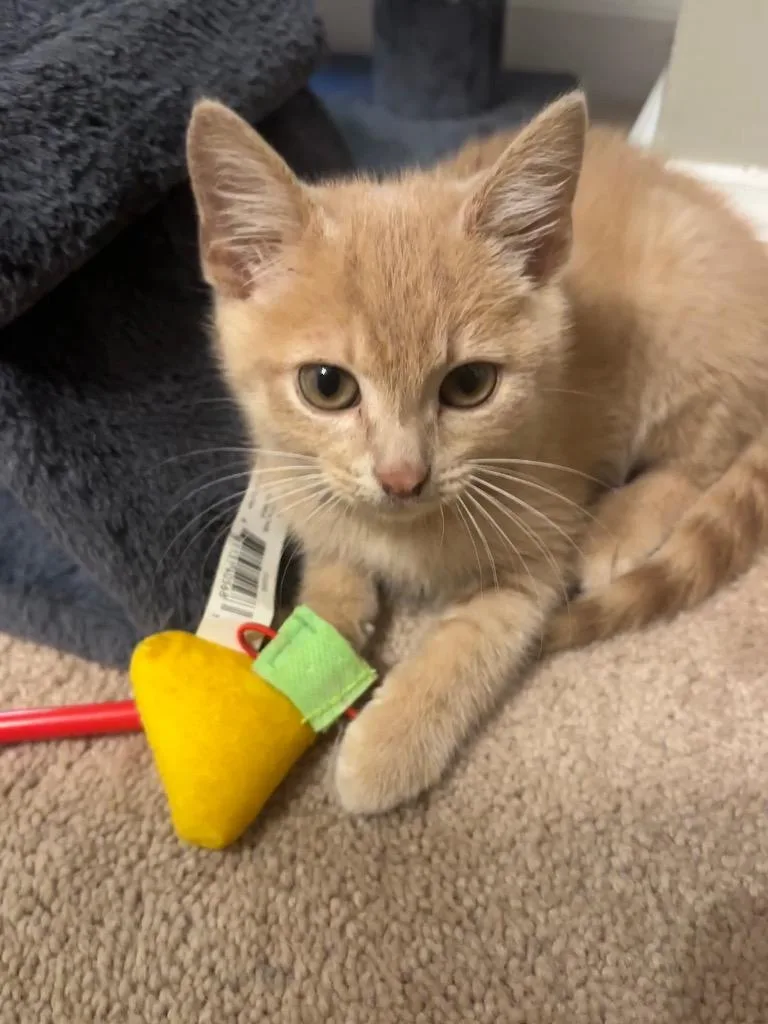 A baby small-sized male Domestic Short Hair cat named Galileo for adoption in Newnan, GA