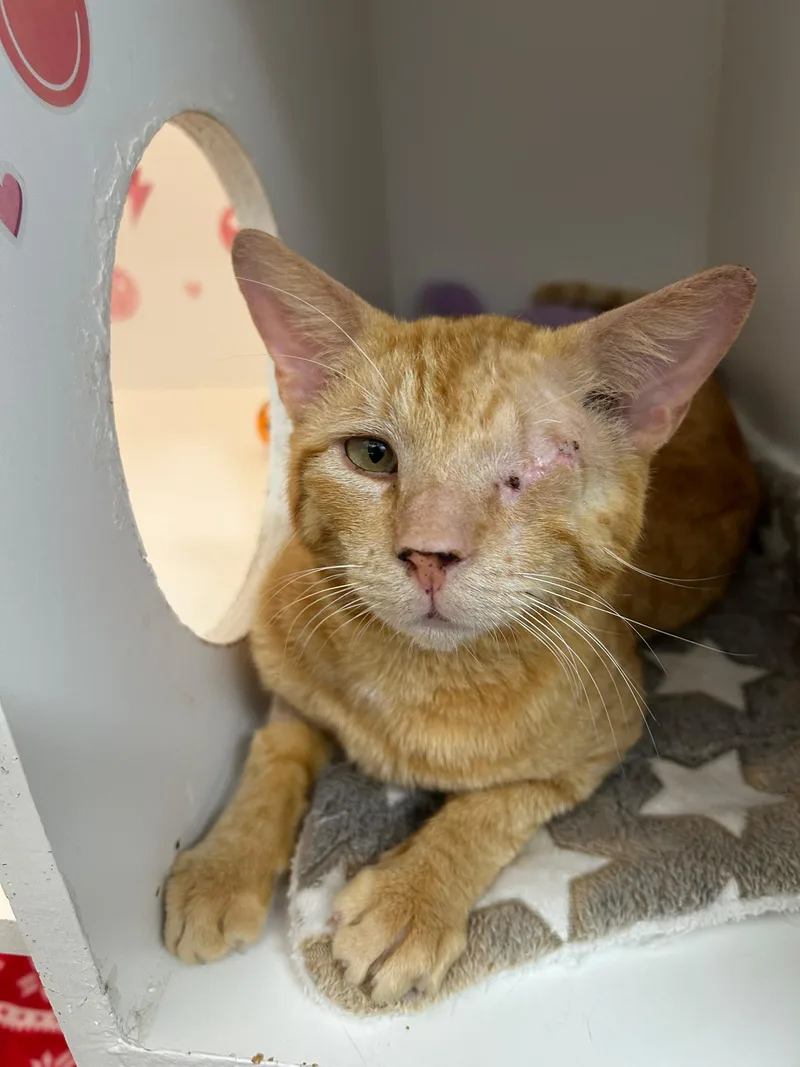 An adult large-sized male Domestic Short Hair cat named Ricky for adoption in Honolulu, HI