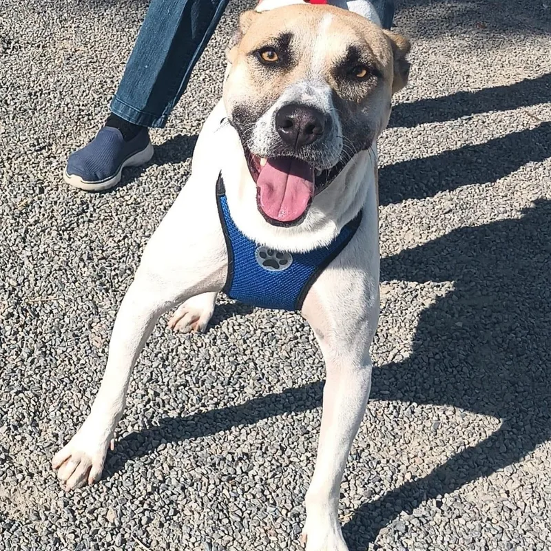 A young medium-sized male White / Cream American Staffordshire Terrier dog named Duke for adoption in Orange, CA