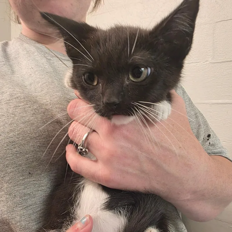 A baby small-sized female Black Domestic Short Hair cat named Ayla for adoption in Clanton, AL