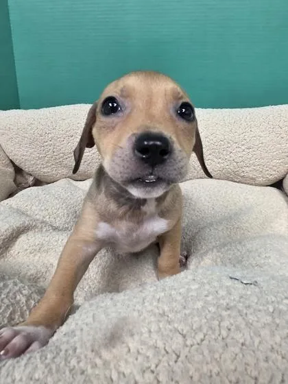 A baby medium-sized female Mixed Breed dog named Bitsy for adoption in Houston, TX
