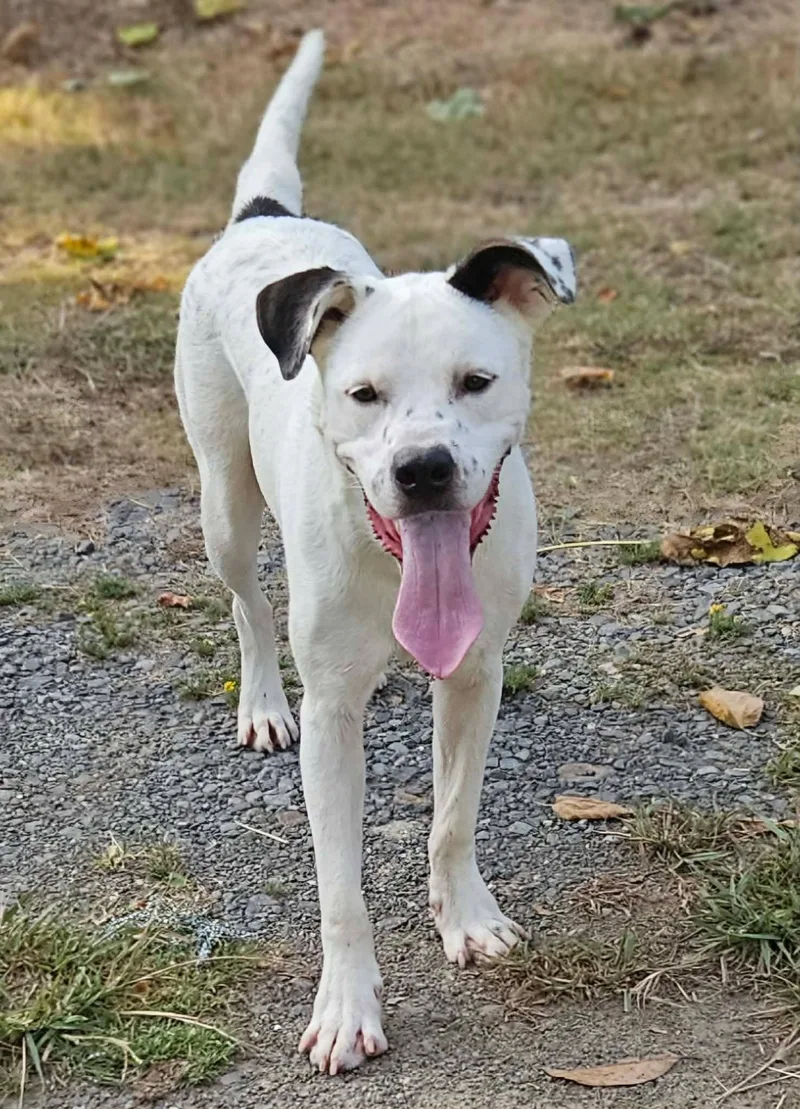 A young medium-sized male Mixed Breed dog named Leo HERE IN NH for adoption in Northwood, NH