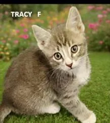 Tracy