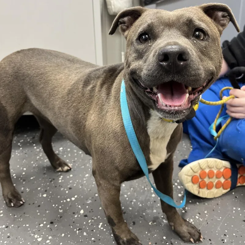 An adult medium-sized female Gray / Blue / Silver Mixed Breed dog named Jayda Skye for adoption in Columbiana, AL