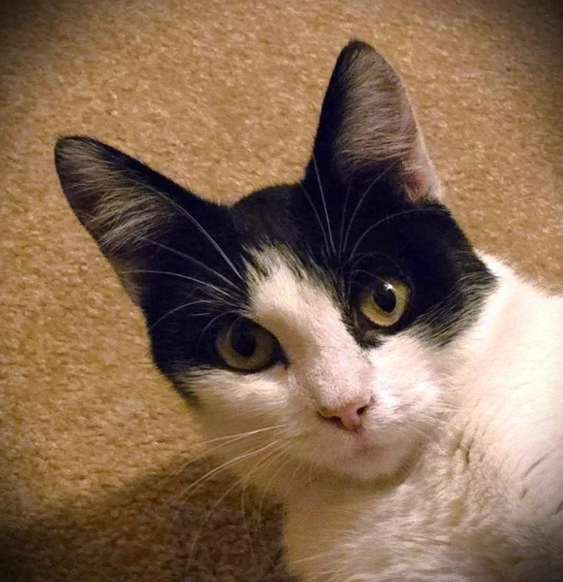 Edith@ Petsmart Mankato thumbnail 2