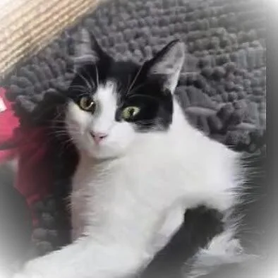 Edith@ Petsmart Mankato thumbnail 3