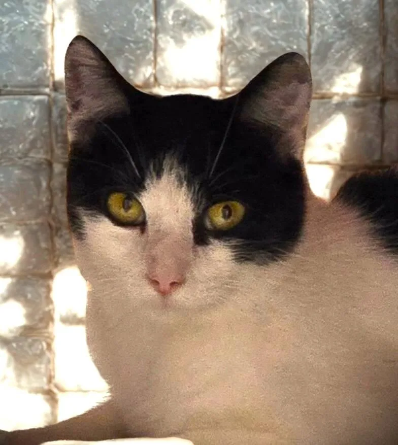 Edith@ Petsmart Mankato thumbnail 4