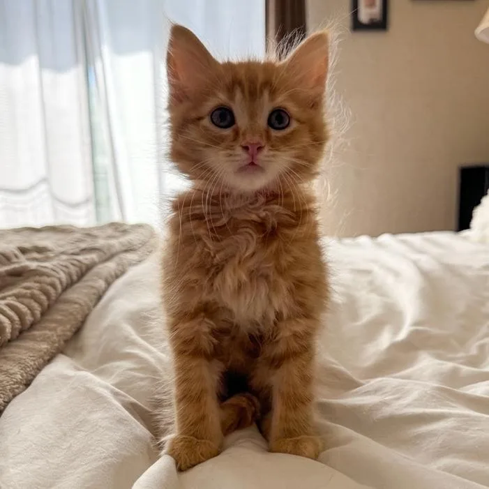 A baby small-sized male Orange / Red Domestic Medium Hair cat named Merry for adoption in Sunnyvale, CA
