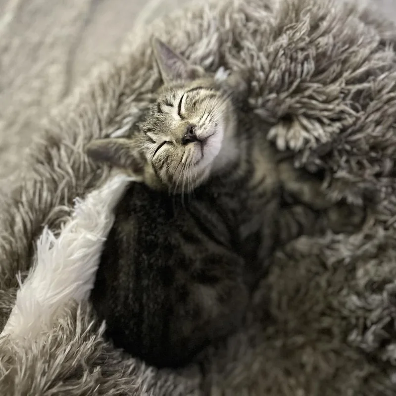 A baby small-sized female Brown / Chocolate Domestic Short Hair cat named Shemp for adoption in Middle Village, NY