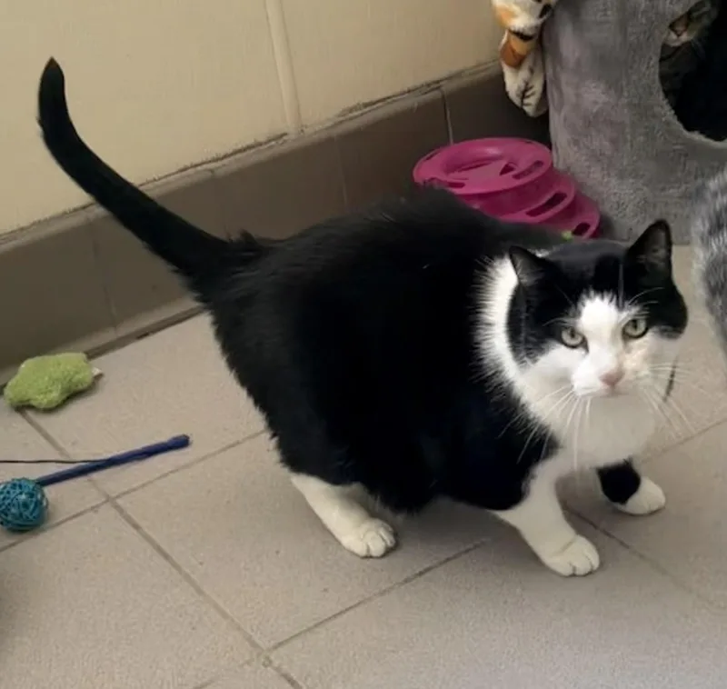 An adult extra large-sized female Black & White / Tuxedo Tuxedo cat named Journey for adoption in Pittsburgh, PA