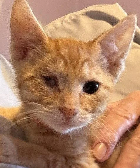 A baby medium-sized female Tabby cat named Blink for adoption in San Jose, CA