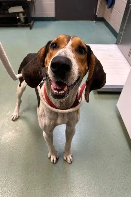 An adult large-sized male Black English Coonhound dog named Wyatt for adoption in Williamsport, PA