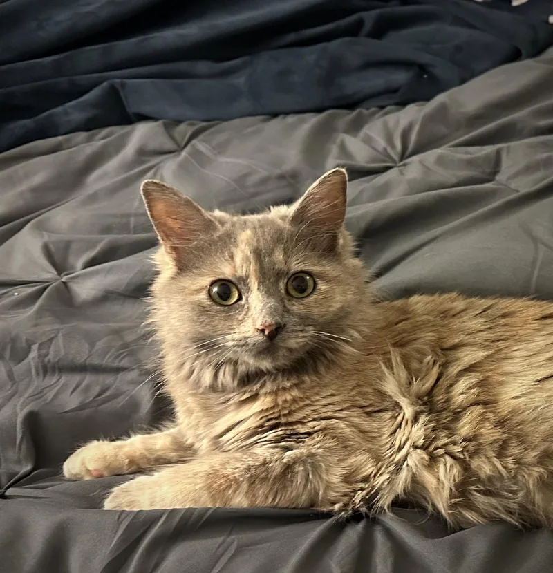 A young medium-sized female Domestic Medium Hair cat named Cupcake for adoption in Fremont, CA