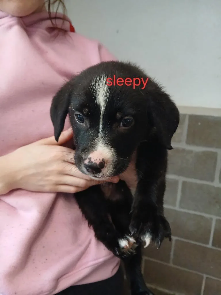 Sleepy
