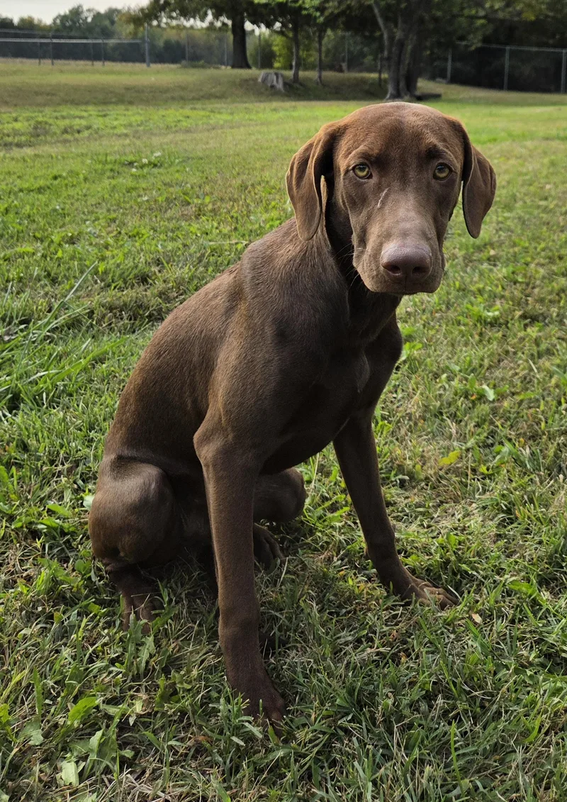 A young medium-sized male Brown / Chocolate Pointer dog named Scout for adoption in Parsons, KS