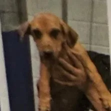 A baby small-sized female Hound dog named Brandy for adoption in Fairfax, VA