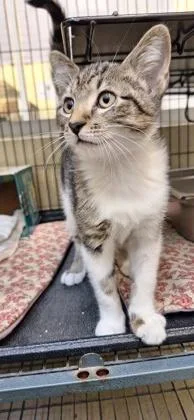 A young small-sized male Domestic Short Hair cat named Taz for adoption in Vero Beach, FL