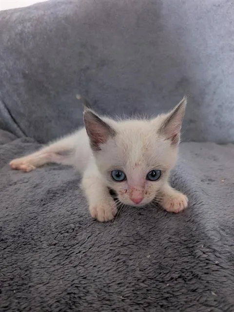 A baby small-sized male Domestic Short Hair cat named Duke for adoption in Camarillo, CA