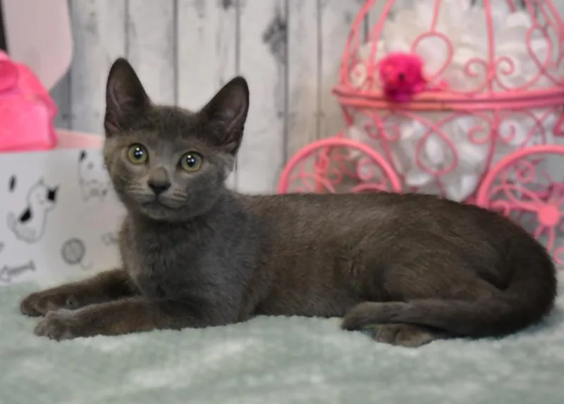 A baby small-sized female Domestic Short Hair cat named Gidget for adoption in Roanoke, TX
