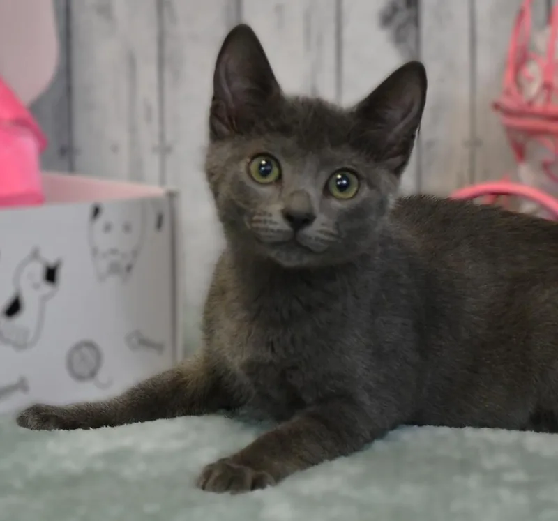 Gidget thumbnail 2