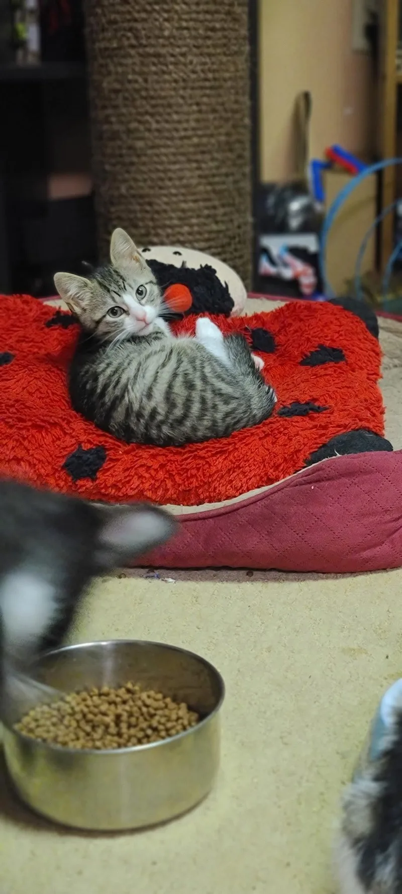 A baby medium-sized female Domestic Short Hair cat named Gretchen for adoption in Stewartsville, NJ